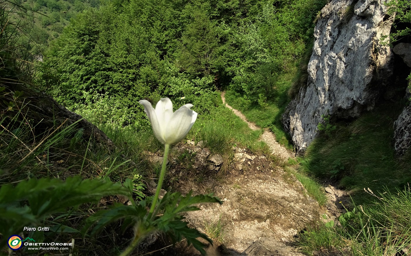 72 Pulsatilla alpina sul ripido sentiero di discesa..JPG